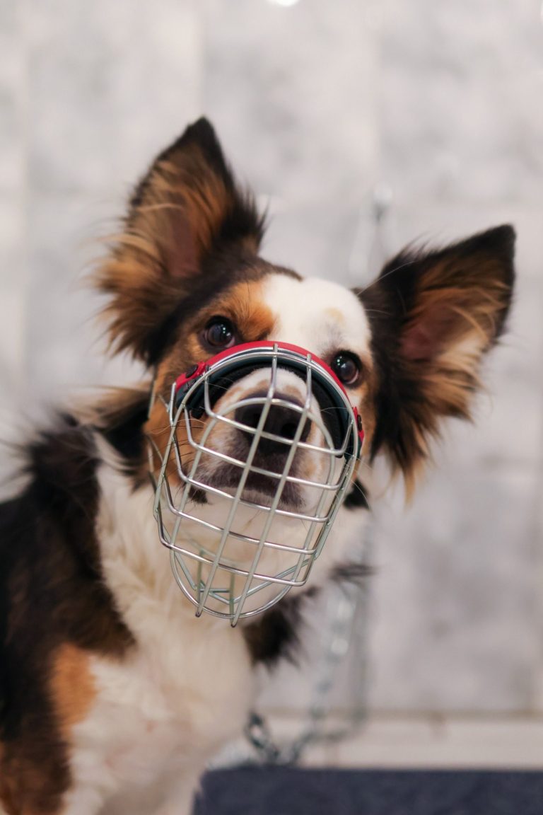 Corgi Mix mit individuell angepasstem Maulkorb Hund mit individuell angepasstem Maulkorb nach einer Maulkorbberatung bei Hund Kunterbunt