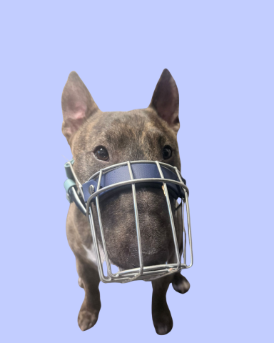 Bullterrier mit individuell angepasstem Maulkorb
