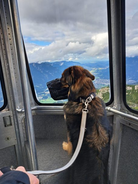Hund mit Maulkorb und Fressschutz in Gondel