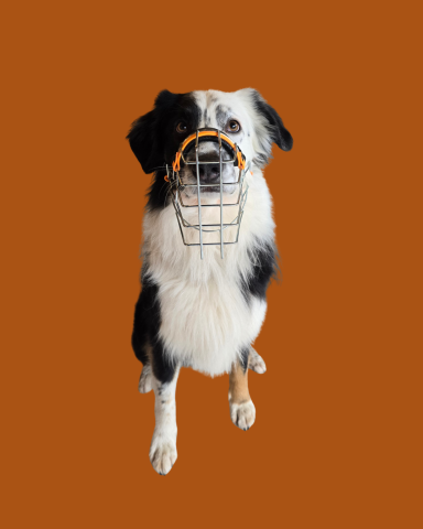 Australian Shepherd mit Maulkorb
