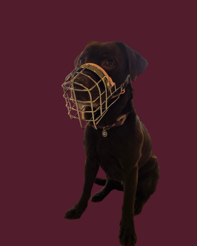 Labrador mit individuell angepasstem Drahtmaulkorb