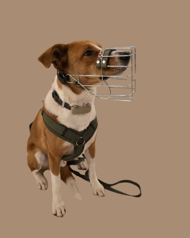 Mischling mit individuell angepasstem Maulkorb