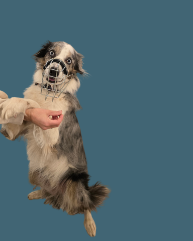 Border Collie mit individuell angepasstem Maulkorb