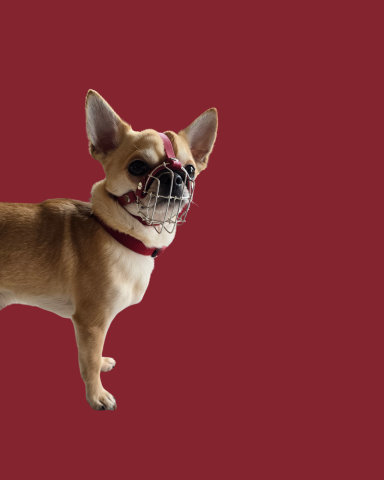 Chihuahua mit Maulkorb