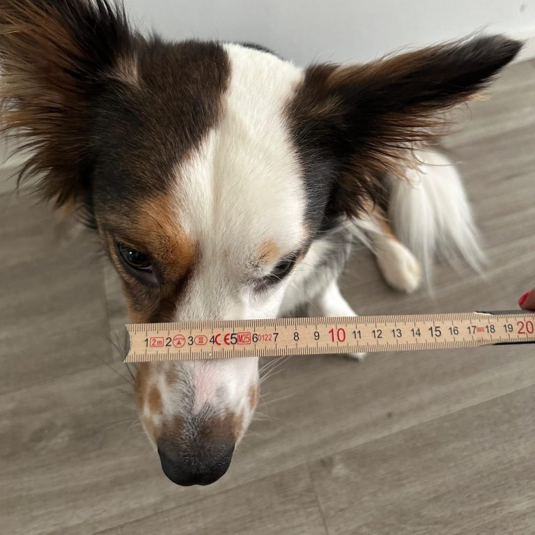 Messanleitung für Maulkorb - Schnauzenbreite