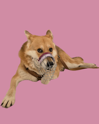 Großer Hund mit individuell angepasstem Maulkorb