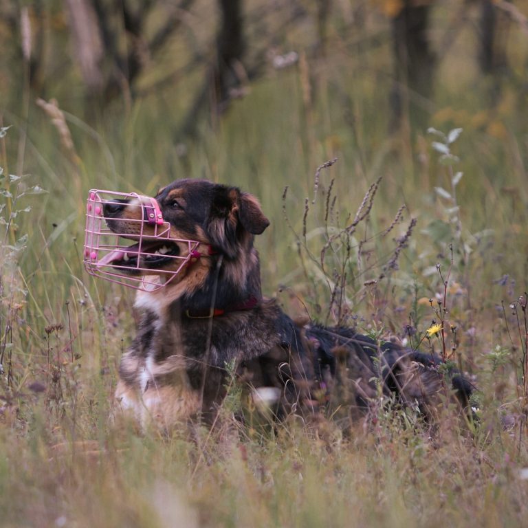 Schäferhund Mischling mit buntem individuell angepasstem Maulkorb