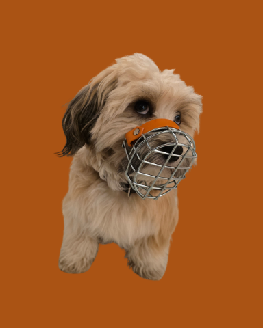 Maltipoo mit individuell angepasstem Maulkorb
