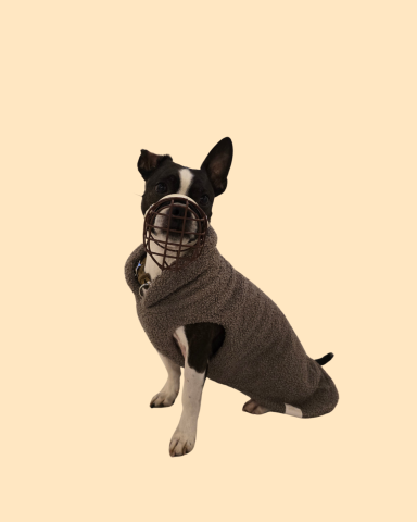 Boston Terrier mit individuell angepassten Maulkorb