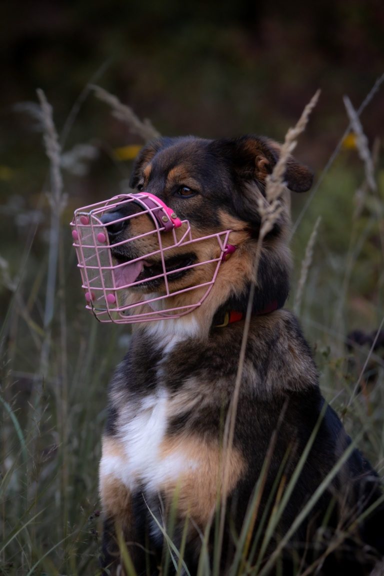 Schäferhund-Mischling mit Maulkorb