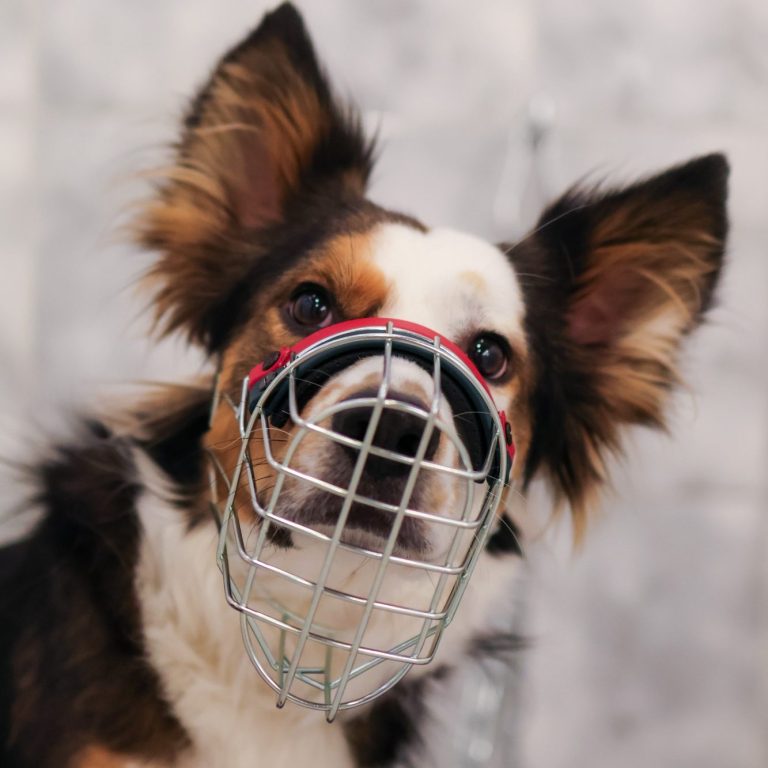kleiner Hund mit individuell angepasstem Maulkorb kleiner Hund mit individuell angepasstem Maulkorb