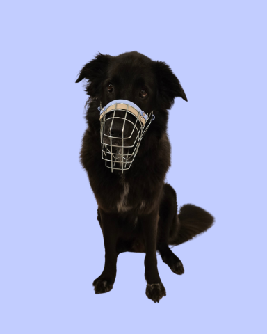 Schwarzer Schäferhund mit individuell angepasstem Maulkorb