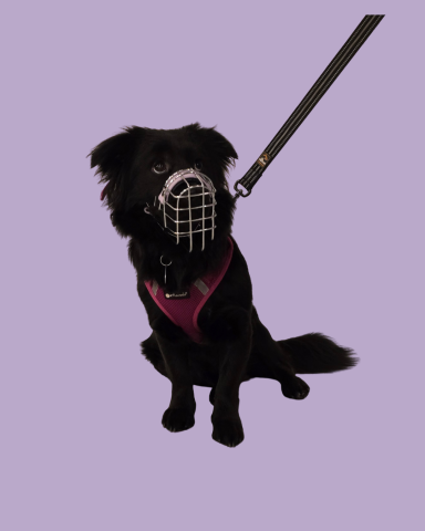 Kleiner Hund mit individuell angepasstem Maulkorb