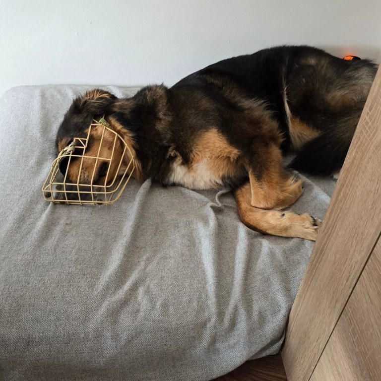 Hund mit individuell angepasstem Maulkorb