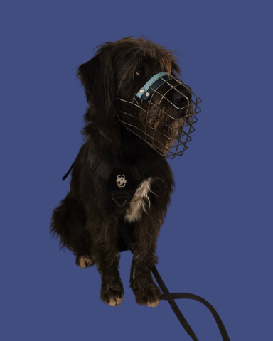 Riesenschnauzer mit individuell angepasstem Maulkorb