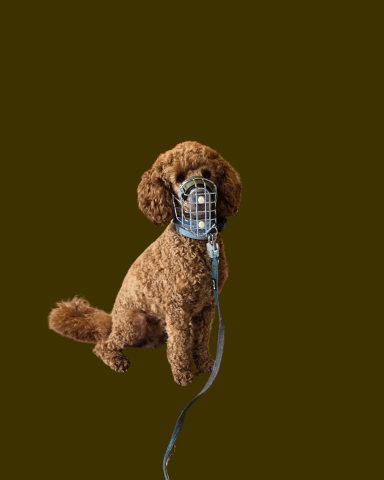 Kleinpudel mit Maulkorb