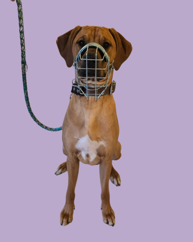 Rhodesian Ridgeback mit individuell angepasstem Maulkorb