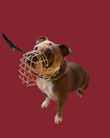 Old English Bulldog mit individuell angepasstem Maulkorb