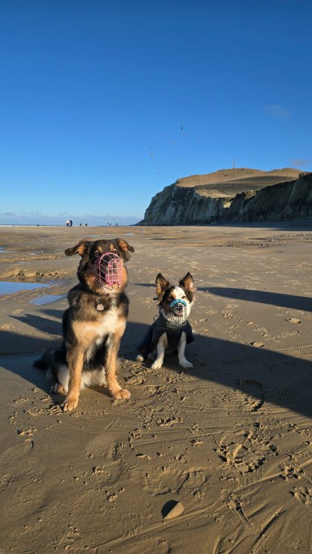 Hund mit Maulkorb im Urlaub