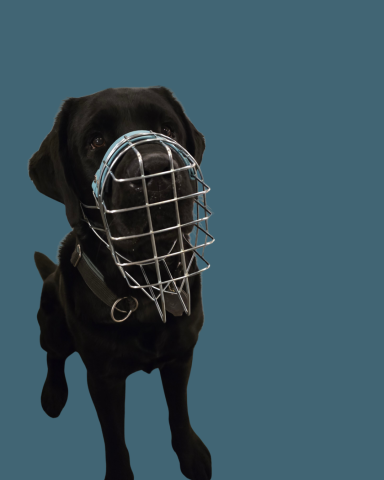 Labrador mit individuell angepasstem Drahtmaulkorb