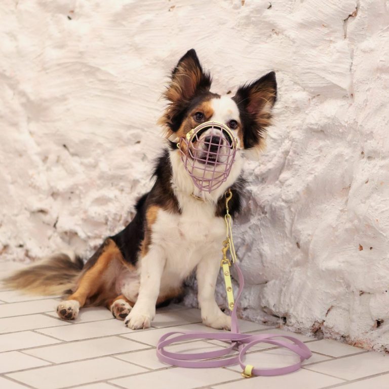 kleiner Hund mit buntem Maulkorb in Bonn kleiner Hund mit buntem Maulkorb in Bonn