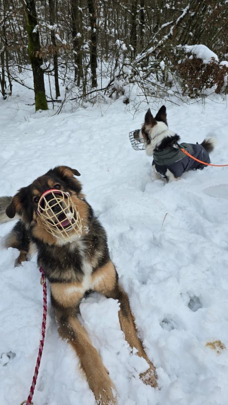 Maulkorbpflicht im Winterurlaub