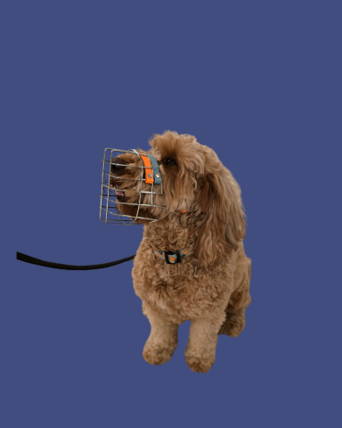 Labradoodle mit Maulkorb
